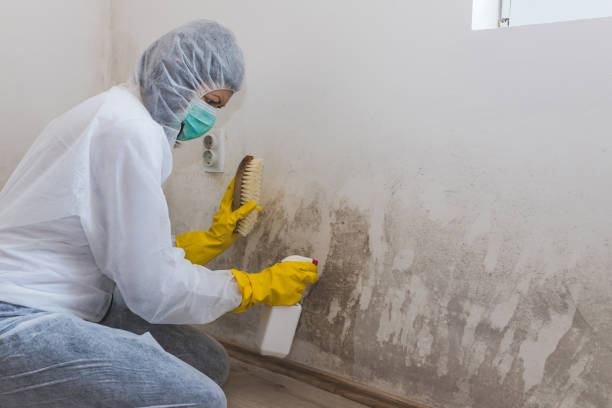 Best Residential Mold Remediation in Estelle, LA