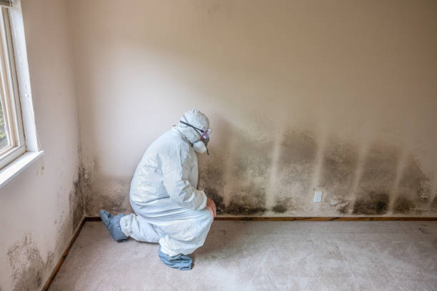 Best Black Mold Remediation in Estelle, LA