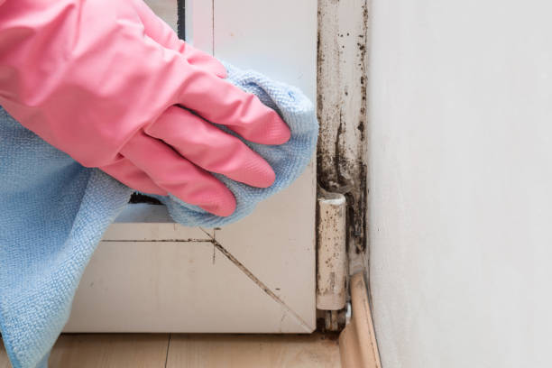 Best Industrial Mold Remediation in Estelle, LA