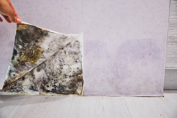 Best Post-Flood Mold Remediation in Estelle, LA